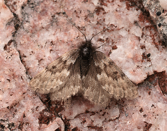 70.289 BF1965 Black Mountain Moth Glacies coracina