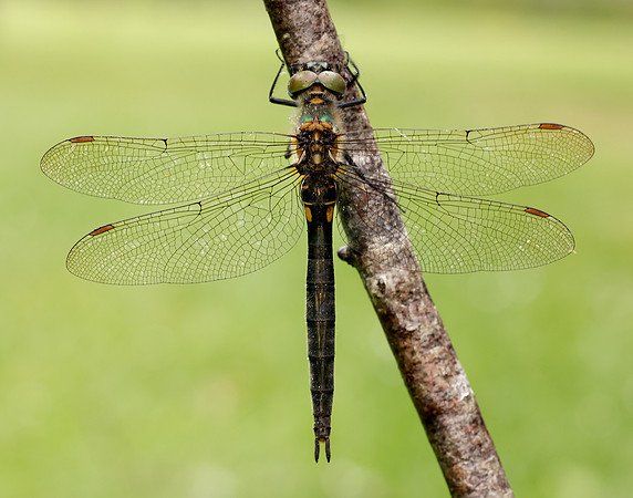 Northern Emerald Somatochlora arctica