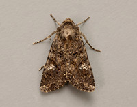 73.274 BF2154 Cabbage Moth Mamestra brassicae