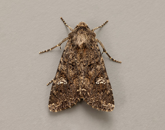 73.274 BF2154 Cabbage Moth Mamestra brassicae