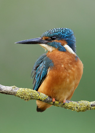 Kingfisher Alcedo atthis