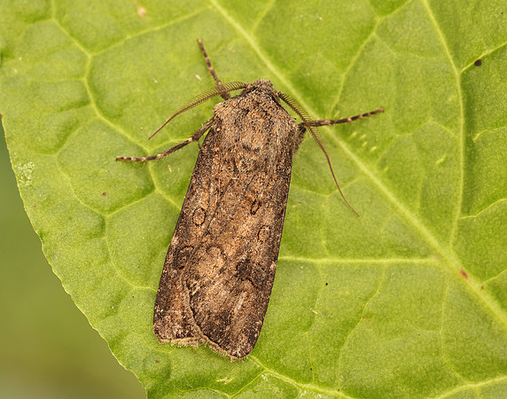 73.319 BF2087 Turnip Moth Agrotis segetum