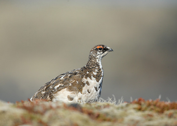 Ptarmigan Lagopus mutus