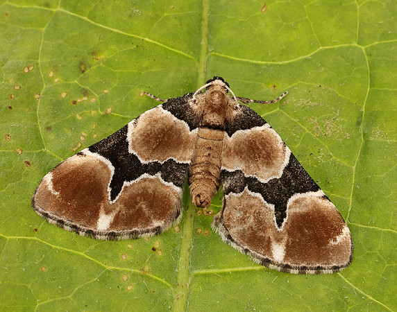 70.140 BF1810 Marsh Carpet Gagitodes sagittata