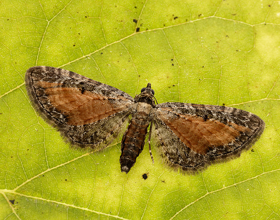 70.187 BF1838 Tawny Speckled Pug Eupithecia icterata