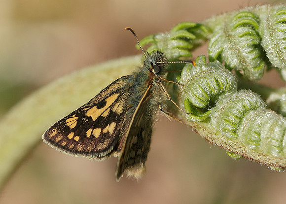 Chequered Skipper Carterocephalus palaemon
