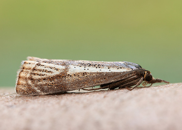 63.107 BF1321 Thisanotia chrysonuchella