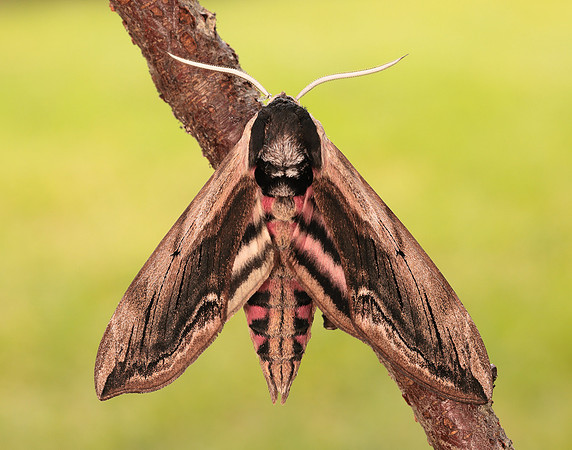 69.006 BF1976 Privet Hawk-moth Sphinx ligustri