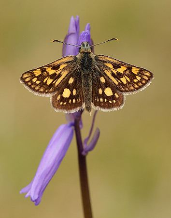 Chequered Skipper Carterocephalus palaemon