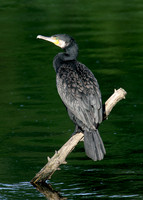 Cormorant Phalocrocorax carbo