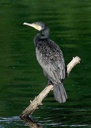 Cormorant Phalocrocorax carbo