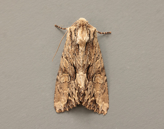 73.162 BF2321 Dark Arches Apamea monoglypha