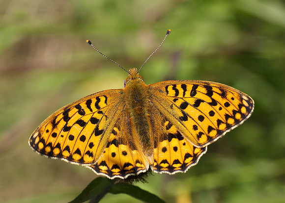 Dark Green fritillary Argynnis aglaja