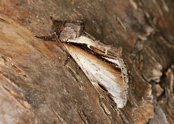 71.018 BF2006 Lesser Swallow Prominent Pheosia gnoma