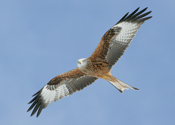 Red Kite Milvus milvus