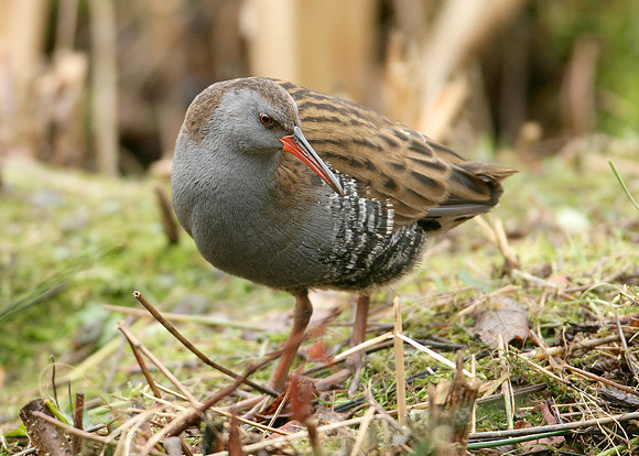 Water Rail Rallus aquaticus