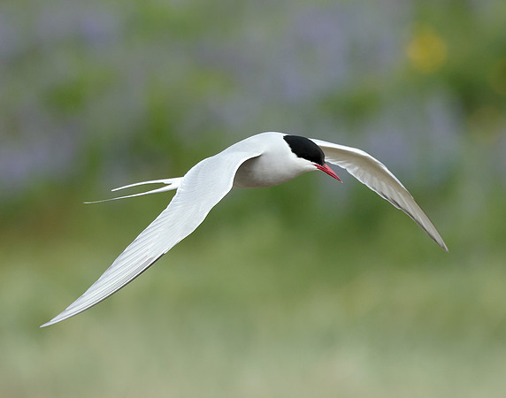 Arctic Tern Sterna paradisaea