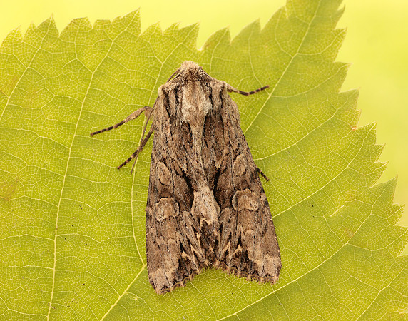 73.162 BF2321 Dark Arches Apamea monoglypha