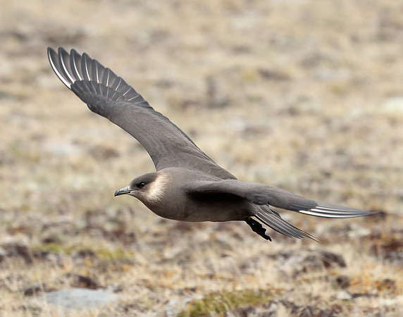 Arctic Skua Stercorarius parasiticus