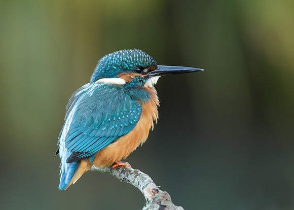 Kingfisher Alcedo atthis