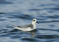 Grey Phalarope Phalaropus fulicarius