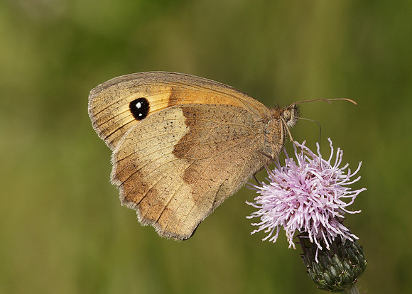 Meadow Brown Maniola jurtina