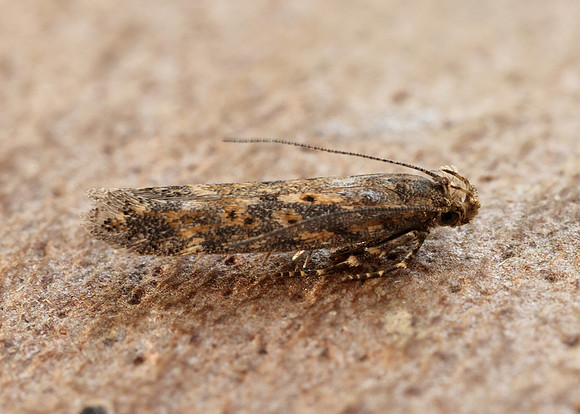 35.118 BF814 Beet Moth Scrobipalpa ocellatella