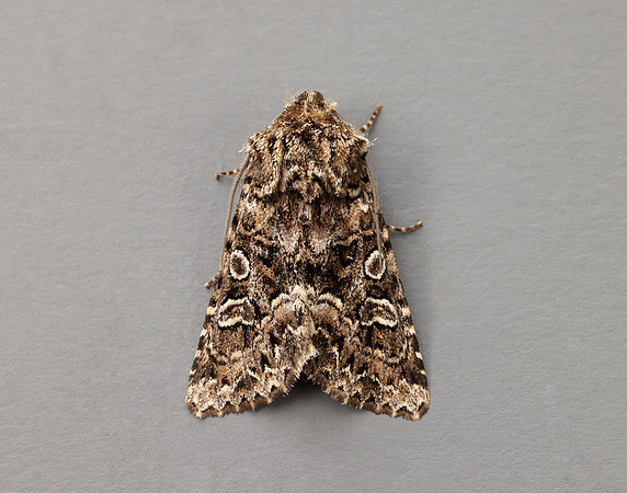 73.286 BF2167 Tawny Shears Hadena perplexa