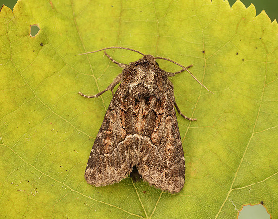 73.109 BF2303 Straw Underwing Thalpophila matura