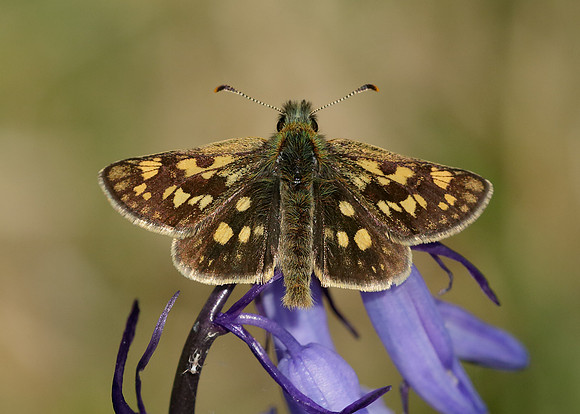 Chequered Skipper Carterocephalus palaemon