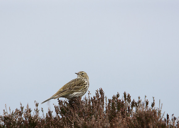 Meadow Pipit Anthus pratensis