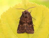 73.102 BF2302 Brown Rustic Rusina ferruginea