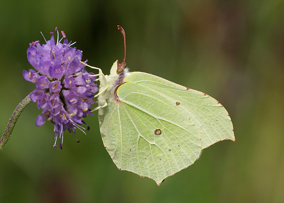 Brimstone Gonepteryx rhamni