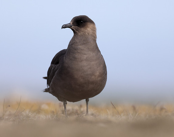 Arctic Skua Stercorarius parasiticus
