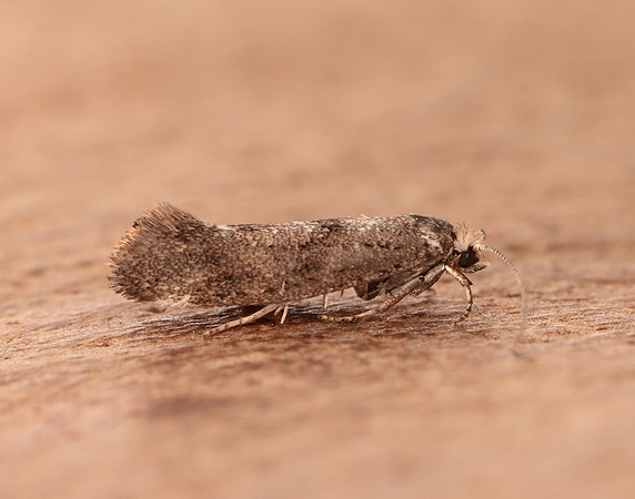 16.015 BF437 Swammerdamia caesiella