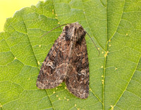 73.159 BF2331 Small Clouded Brindle Apamea unanimi