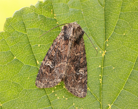 73.159 BF2331 Small Clouded Brindle Apamea unanimi