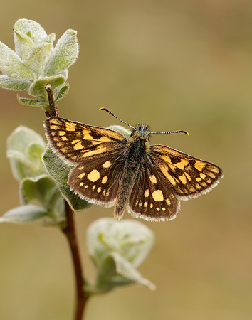 Chequered Skipper Carterocephalus palaemon