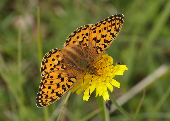 Dark Green fritillary Argynnis aglaja