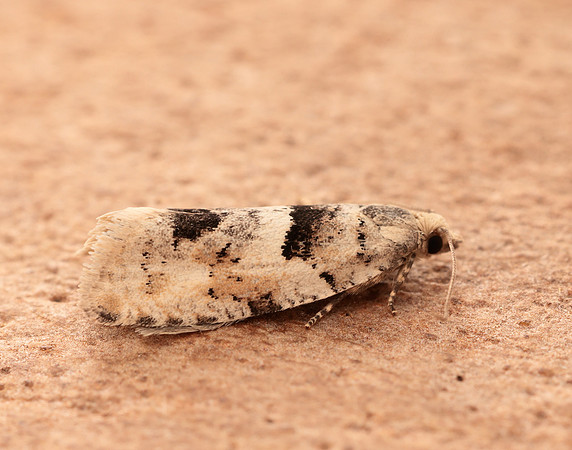 49.254 BF1133 Epinotia bilunana
