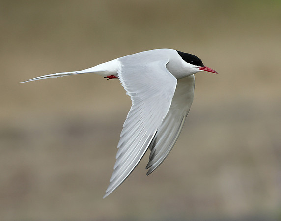 Arctic Tern Sterna paradisaea