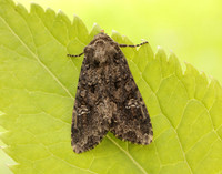 73.274 BF2154 Cabbage Moth Mamestra brassicae