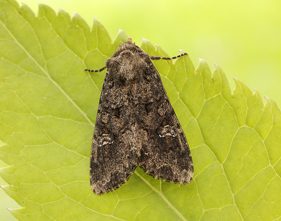 73.274 BF2154 Cabbage Moth Mamestra brassicae