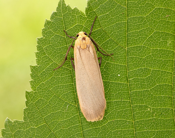 72.043 BF2049 Buff Footman Eilema depressa