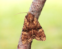 73.155 BF2327 Clouded Brindle Apamea epomidion