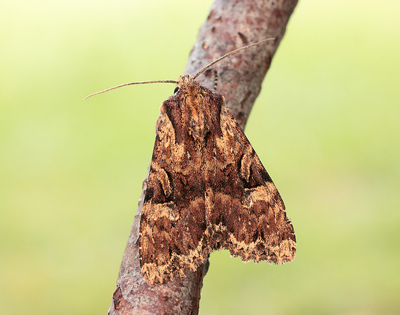 73.155 BF2327 Clouded Brindle Apamea epomidion