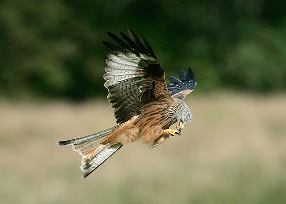 Red Kite Milvus milvus