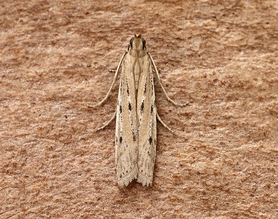 62.059 BF1484 Phycitodes saxicola